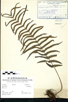 藏品(鱗蓋鳳尾蕨)的圖片